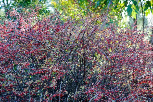 Berberis thunbergii
