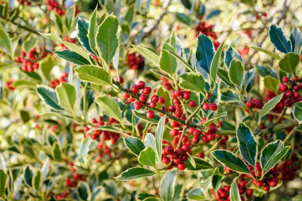 Variegated holly
