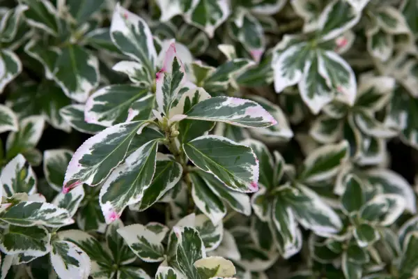 Euonymus fortunei
