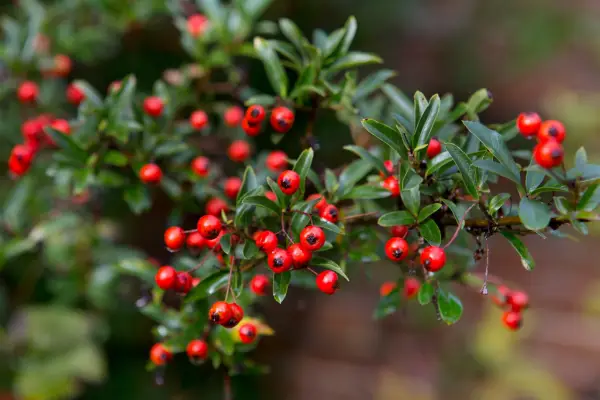 Pyracantha coccinea