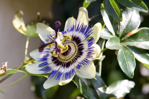 Passion flower, Passiflora