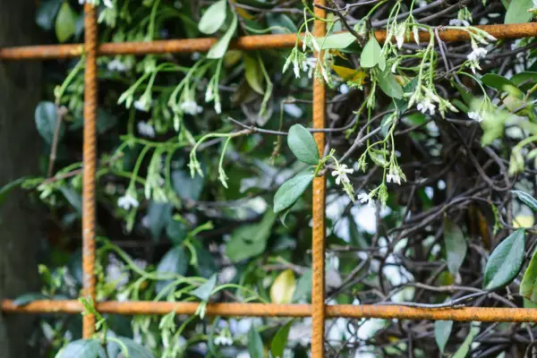 Metal trellis with star jasmine
