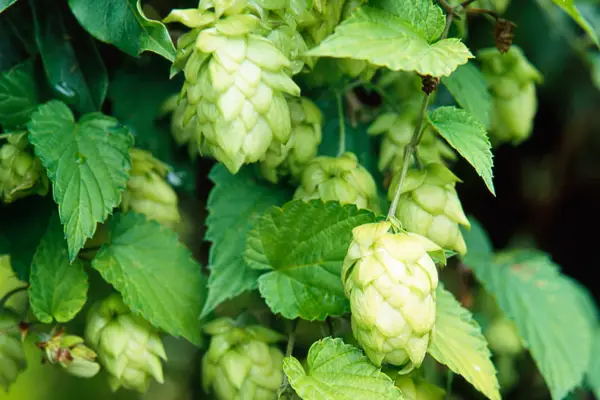 Hops, Humulus lupulus
