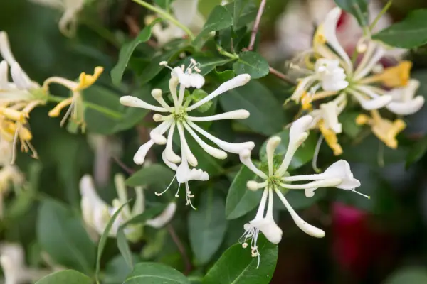 Honeysuckle, Lonicera periclymenum 