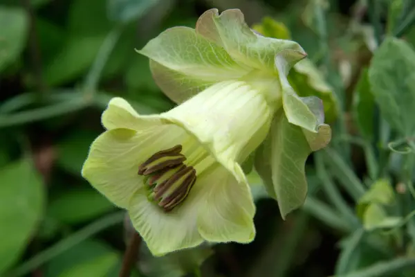 Cobaea scandens