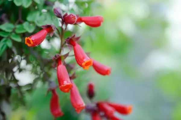 Tubular, red-orange Chilean glory flowers