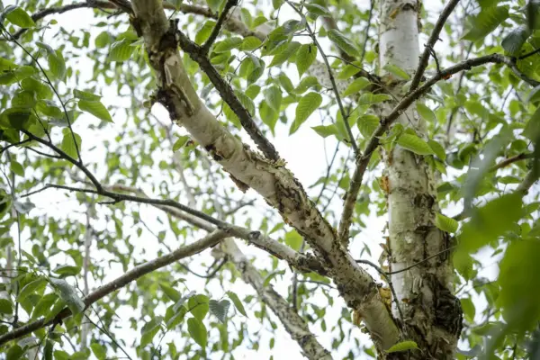 Betula Utilis var. Jacquemontii 'Jermyns'