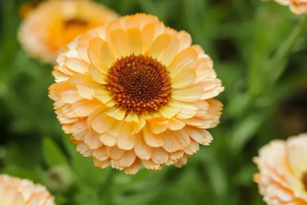 Calentula officinalis „Różowa niespodzianka”