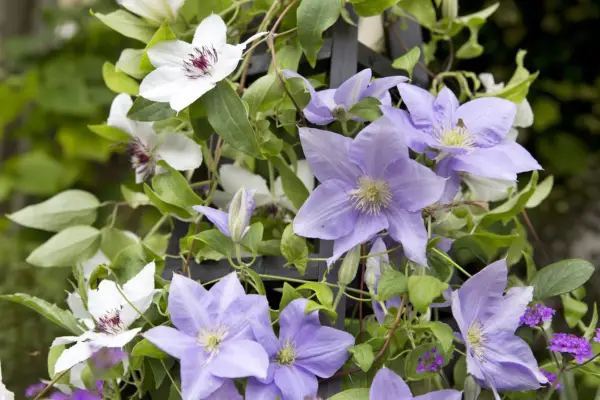 Clematis 'Angelique'