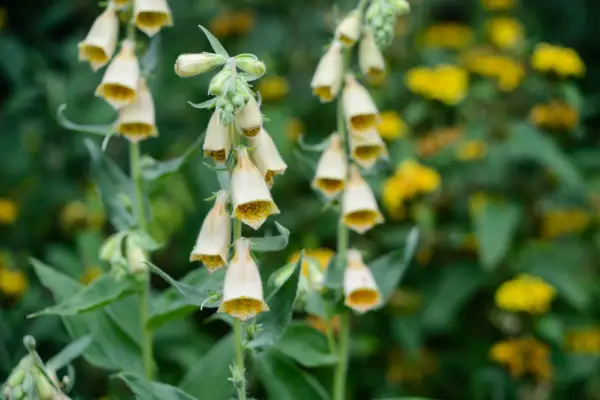 Digitalis grandiflora