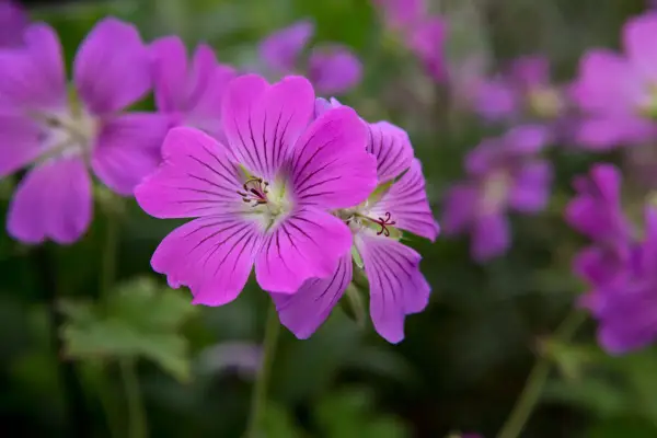 ゼラニウム「シラック」