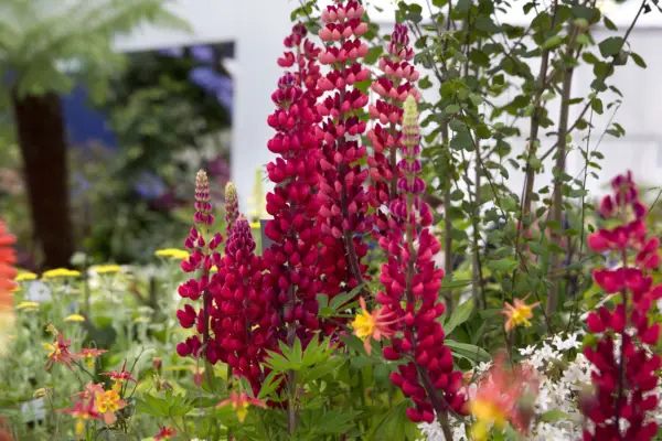 루피 누스 '내 성'