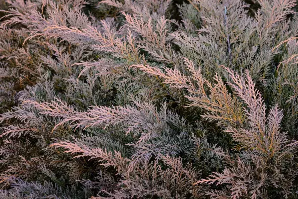 Dekrumert mikrobiota