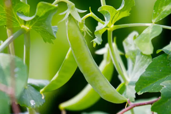 Pisum sativum 'Zucker Ann'