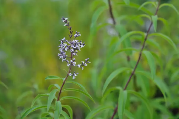 Lemon verbena, Aloysia citrodora