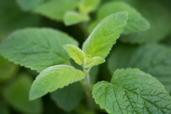 Banana mint, Mentha arvensis