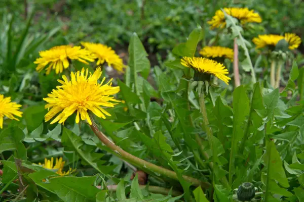 Dandelions (Taraxacum) flowering