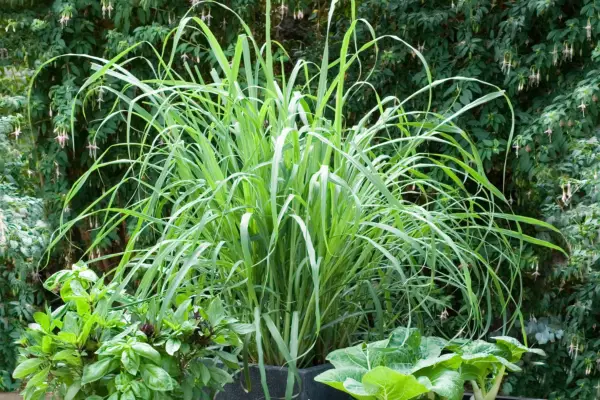 Lemongrass growing in a container