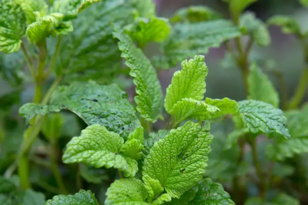 Lemon balm (Melissa officinalis)
