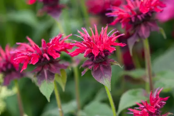 Monarda didyma 