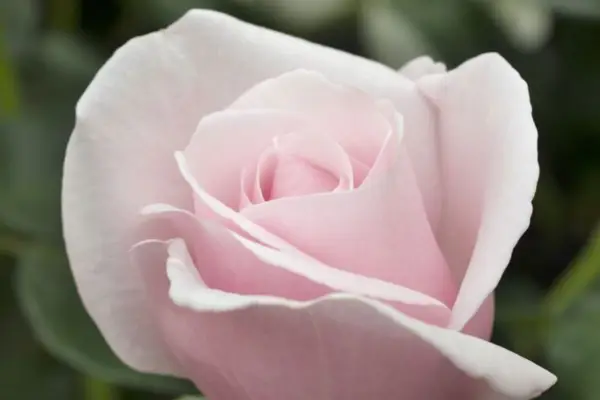 ローザ「クリス・ビアドショー」