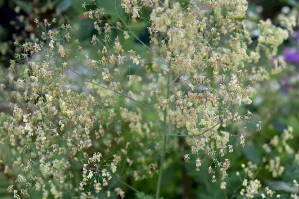 Thalictrum minus 'adiantifolium'