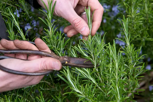 What to prune in spring - rosemary