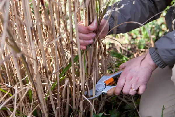 What to prune in spring - ornamental grasses