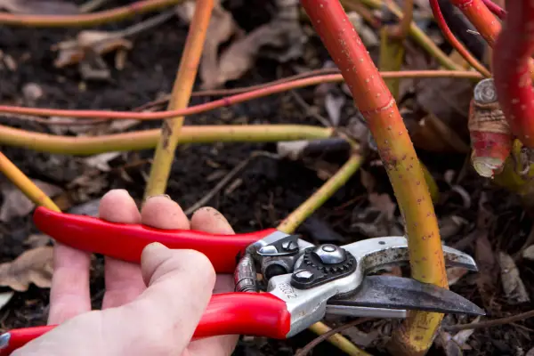What to prune in spring - dogwood
