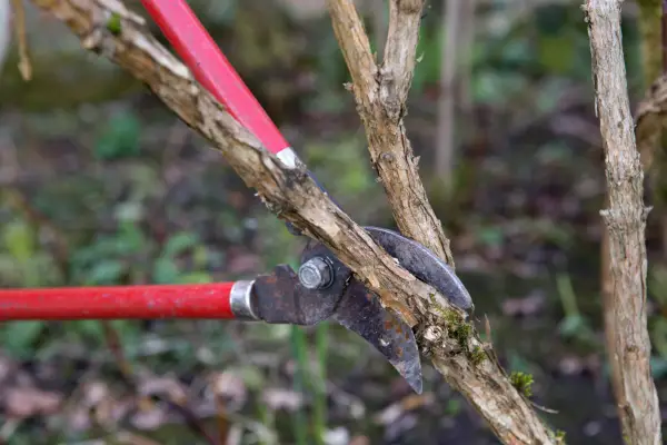 What to prune in spring - weigela