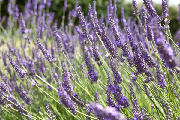 Lavender in bloom