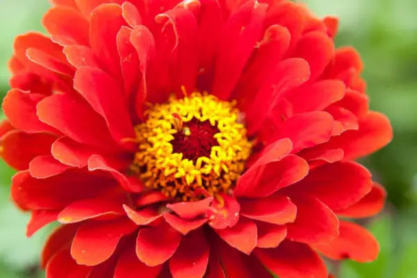 Zinnia elegans 'Whirlygig'