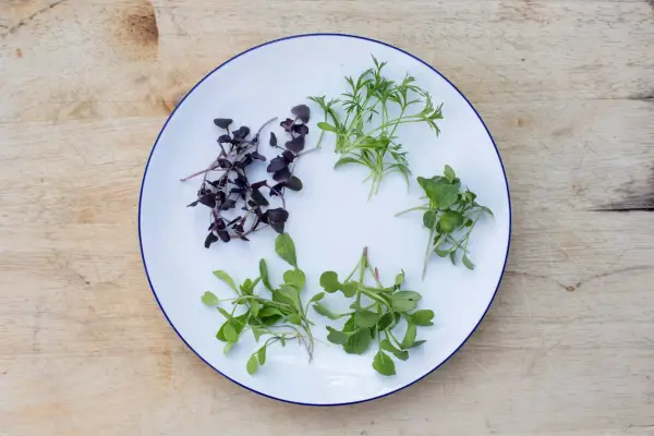 A selection of microgreens on a plate