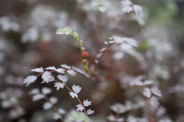 Acaena saccaticupula 'neblina azul'