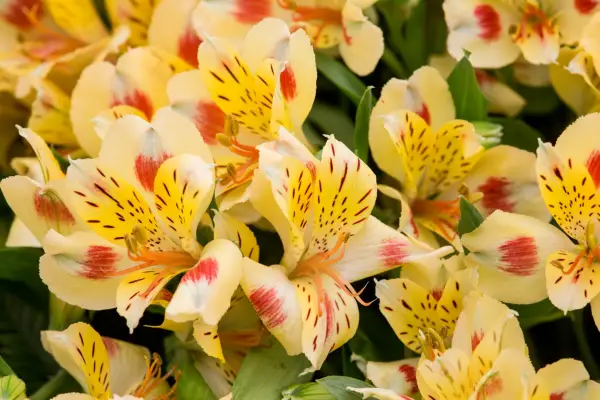 Alstroemeria 'Bali'