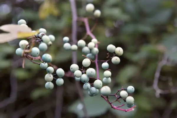 Ampelopsis brevipedunculata 'elegant'