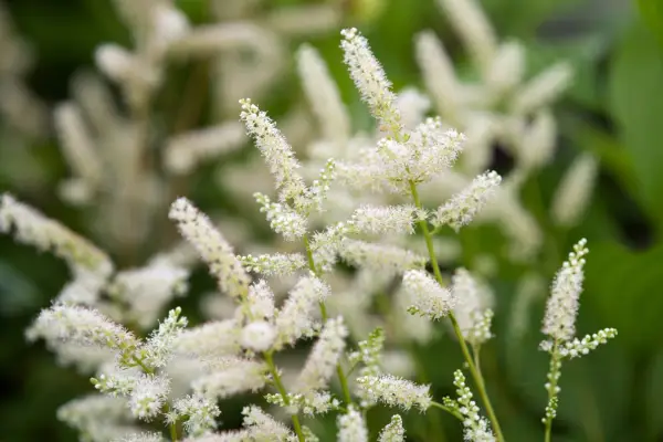 Aruncus Aethusifolius