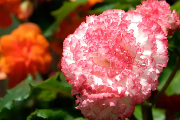 Begonia 'espresso zagardip roz'