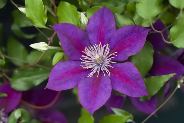 Clematis 'Anna Louise'