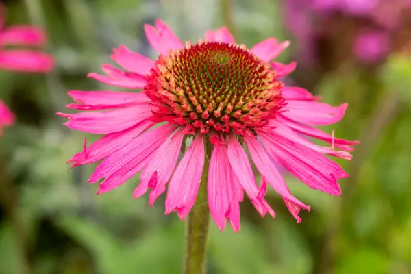 Echinacea 'Delicious Candy =' Noortdeli '