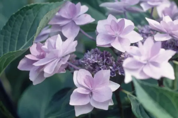 Hortensia 'cubierta azul'