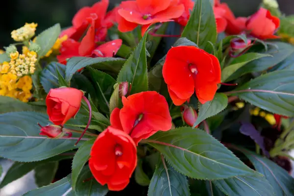 New Guinea impatiens