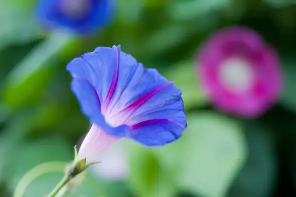 Ipomoea tricolor 'Heavenly Blue'