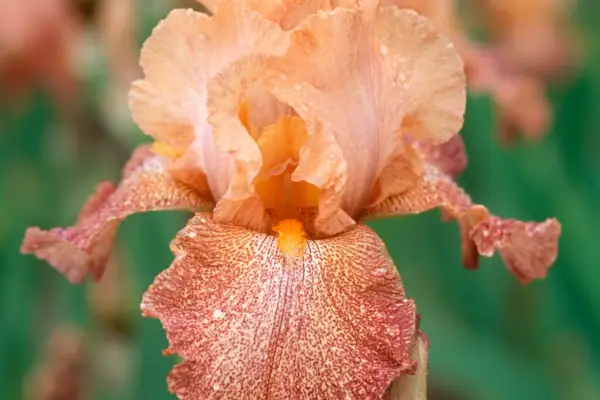 Iris 'Tanzanian Tangerine'
