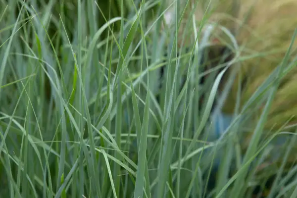 Panicum virgatum Prairie Sky