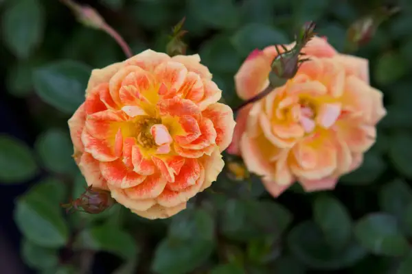 Rosa (Grupo de Floribunda) 'Ojos irlandeses'