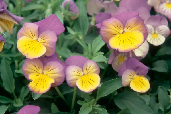 Viola x Wittrockiana 'Ultima Morpho'