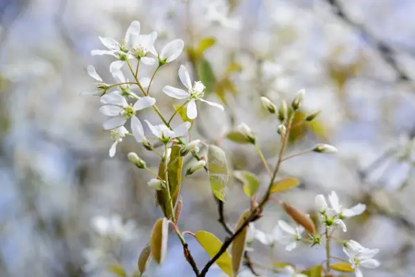 Amelanchier lamarckii
