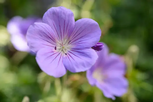 Geranium 