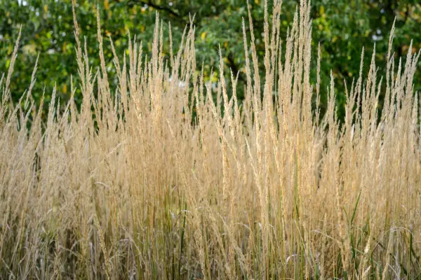 Calamagrostis x acutiflora 